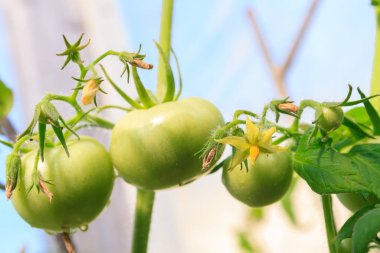 Yeşil domatesler bir demet içinde asılı ve serada olgunlaşır.