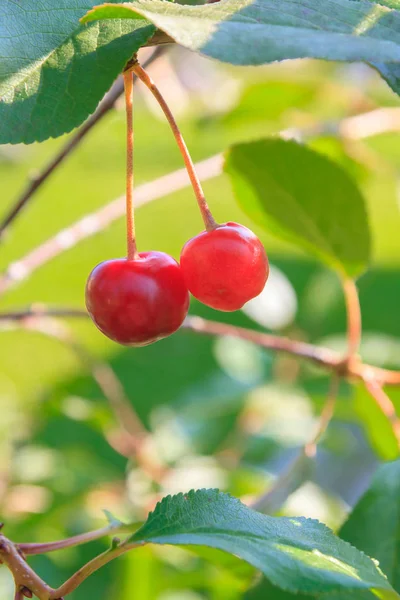 Yazın kiraz meyveleri ağaca asılır.