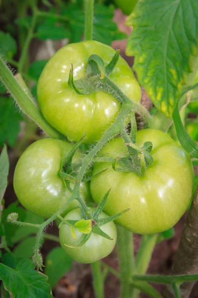Tomates vertes accrochées dans un bouquet et mûrissent dans une serre — Photo