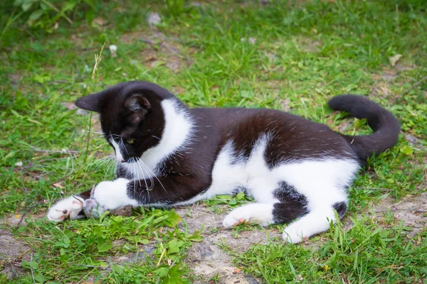 Siyah ve beyaz ev kedisi gri bir fare yakaladı ve onunla oynadı. — Stok fotoğraf