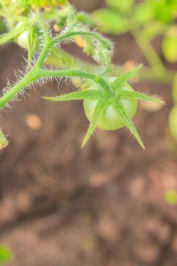 Yeşil domatesler bir demet içinde asılı ve serada olgunlaşır.