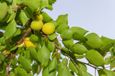 Kayısı büyür ve yazın başında bir dalda olgunlaşır
