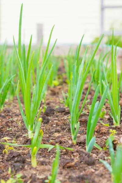 Cebolas verdes amadurecidas nas camas de jardim no início do verão — Fotografia de Stock