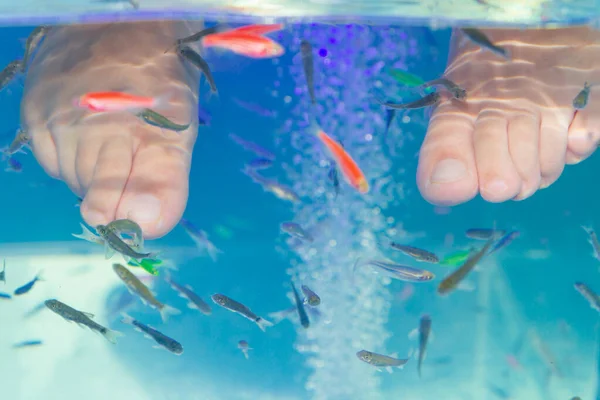 Ryba Garra rufa v akváriu ošetřovaných nohách — Stock fotografie