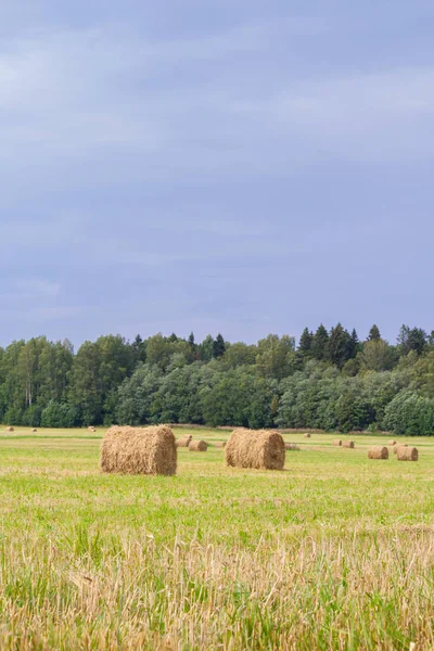 Haystacks são removidos dos campos no verão perto do para — Fotografia de Stock