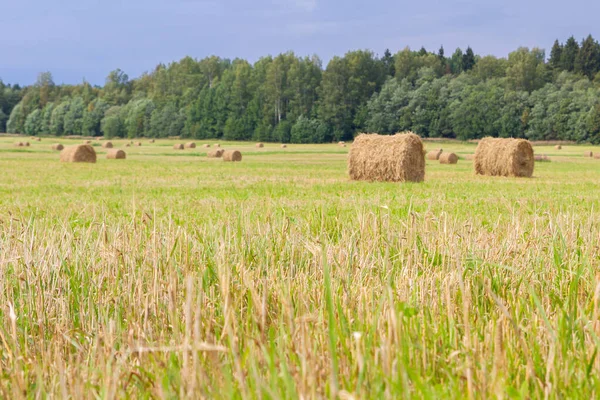 Haystacks sont retirés des champs en été près de la pour — Photo
