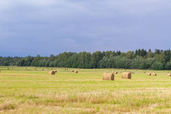 Haystacks sont retirés des champs en été près de la pour — Photo