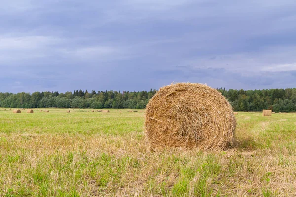 Haystacks se odstraňují z polí v létě poblíž — Stock fotografie