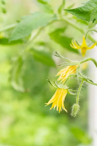 Żółty kwiat przyszłości pomidor kwitnie w szklarni — Zdjęcie stockowe