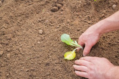 Yazın başında bitki şeklinde lahana ekiyorum.