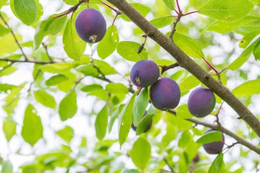 Olgun erik yazın bir ağaç dalı üzerinde olgunlaşır