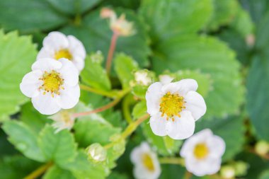 Yaz aylarında çilek bir yatakta beyaz çilek çiçekleri