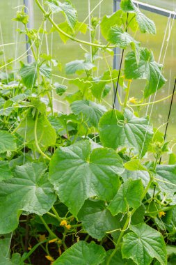 Salatalıklar serada bir dala tutunup olgunlaşırlar.