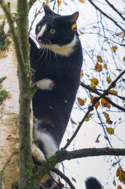 Sonbaharda bir huş ağacında oturan siyah beyaz kedi.