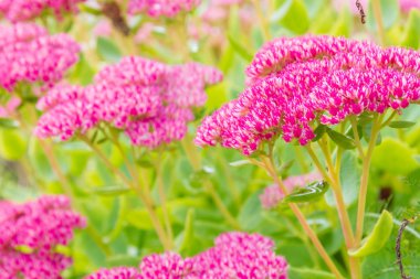 Bahçe parlak güzel pembe çiçekler Sonbaharda büyür