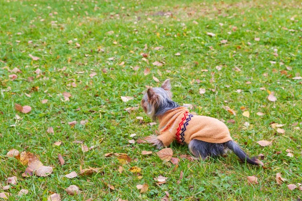 Yorkshire Terrier in dog clothes running around the yard in autu
