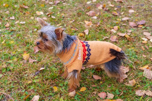 Yorkshire Terrier in dog clothes running around the yard in autu