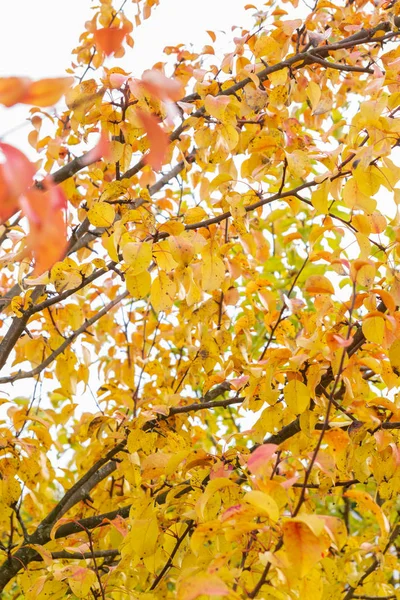 Autumn tree with yellow leaves in cloudy weather