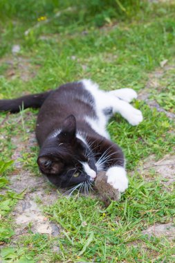 Siyah ve beyaz ev kedisi gri bir fare yakaladı ve onunla oynadı.
