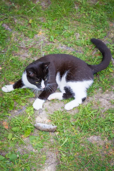 Svart och vitt hus katt fångade en grå mus och leker med den — Stockfoto