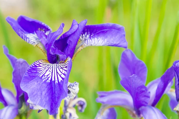Lilac garden flowers irises grow in the garden in summer — Stock Photo, Image