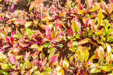 Bahçedeki yaz yataklarında pancarlar büyür.