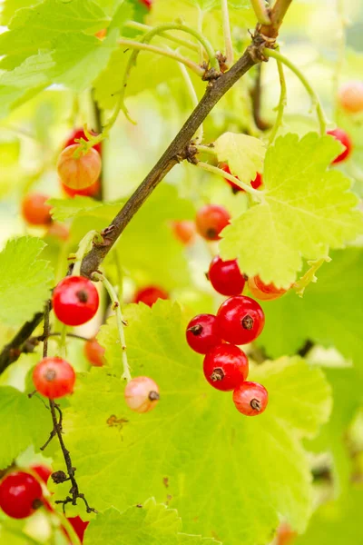 Red currant berries hang on a Bush in summer — Stock Photo, Image