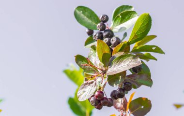 Chokeberry yaz sonunda bir Bush üzerinde yetişir