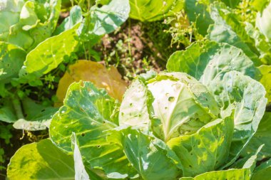 Yazın bahçedeki yataklarda beyaz lahana yetişir.