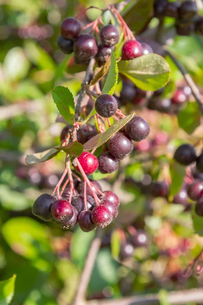 Chokeberry grows on a Bush in late summer — Stock Photo, Image