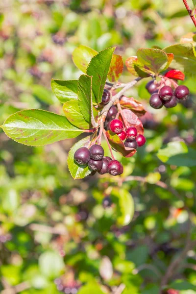 Chokeberry grows on a Bush in late summer — Stock Photo, Image