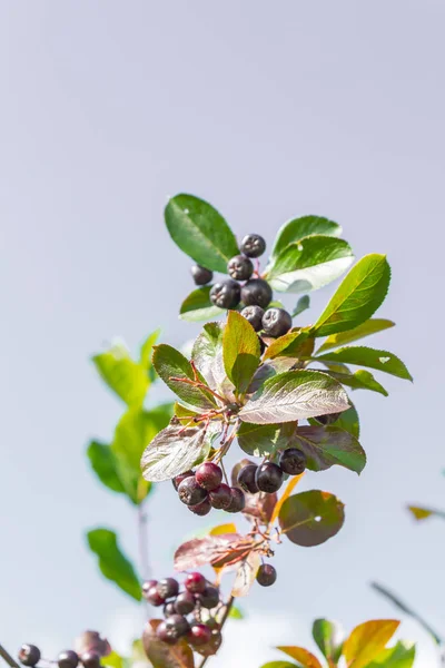Chokeberry rośnie na krzew pod koniec lata — Zdjęcie stockowe