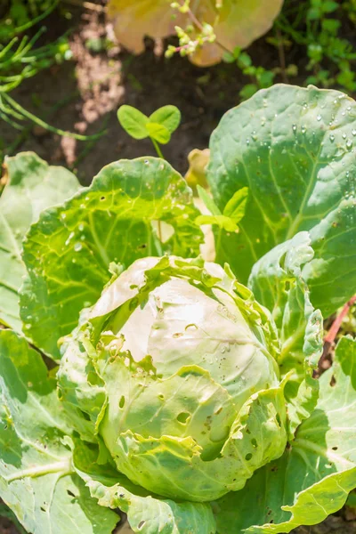 La col blanca crece en las camas en el jardín en el verano —  Fotos de Stock