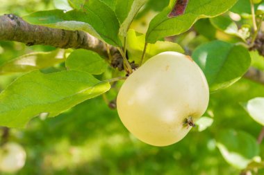 Sarı olgun elmalar yazın bahçede bir dala tutunurlar.