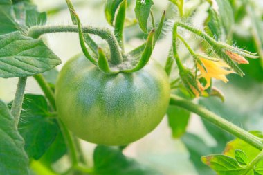 Yeşil domatesler bir demet içinde asılı ve serada olgunlaşır.