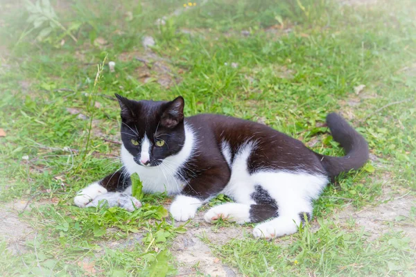 Preto e branco gato casa pegou um mouse cinza e brinca com ele — Fotografia de Stock