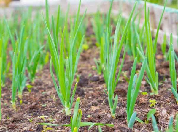 Cebolas verdes amadurecidas nas camas de jardim no início do verão — Fotografia de Stock