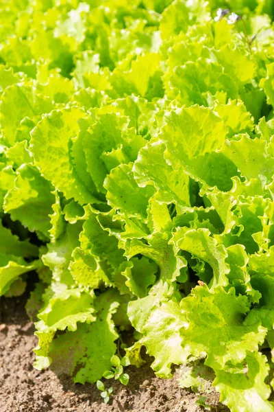 Las hojas de lechuga crecen en las camas en el jardín en el verano —  Fotos de Stock