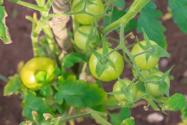 Zielone pomidory wiszą w gronie i dojrzewają w szklarni — Zdjęcie stockowe