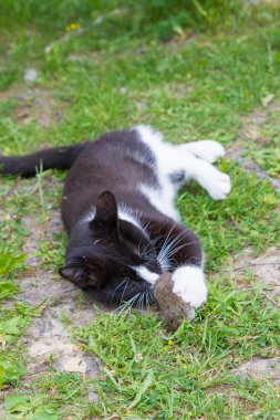 Siyah ve beyaz ev kedisi gri bir fare yakaladı ve onunla oynadı.