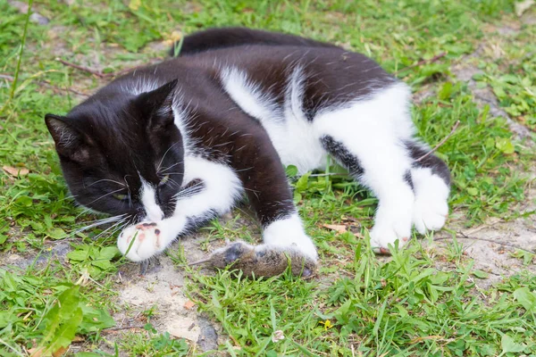 Zwart en wit huis kat ving een grijze muis en speelt met het — Stockfoto