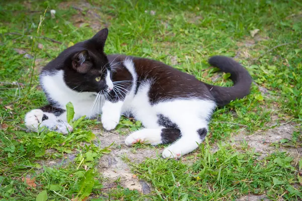 Schwarz-weiße Hauskatze fängt eine graue Maus und spielt damit — Stockfoto