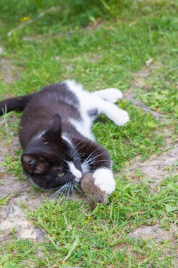 Siyah ve beyaz ev kedisi gri bir fare yakaladı ve onunla oynadı.