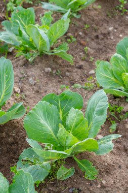 Erken lahana, yazın bahçede yataklarda yetişir.