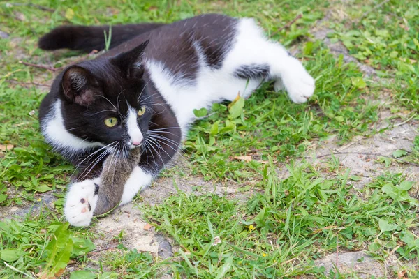 Zwart en wit huis kat ving een grijze muis en speelt met het — Stockfoto