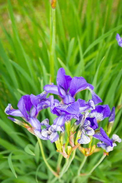 Lilac garden flowers irises grow in the garden in summer — Stock Photo, Image