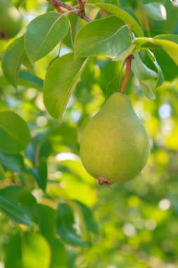 Yaz bahçesindeki ağaç dalında sallanan olgun armutlar.
