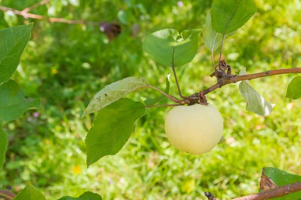 Yellow ripe apples hang on a branch in the garden in summer — Stock Photo, Image
