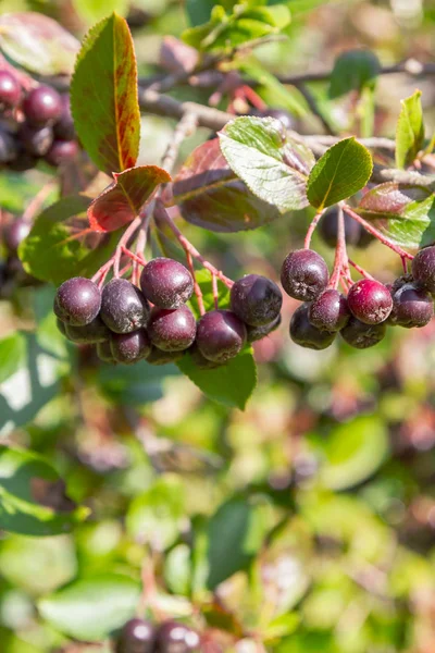 Chokeberry grows on a Bush in late summer — Stock Photo, Image