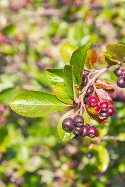 Chokeberry grows on a Bush in late summer — Stock Photo, Image